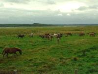 ���q����Ă���n�����B